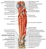 Anatomie: heup,bovenbeen,knie,onderbeen,enkel,voet,acetabulum,collum femoris,trachanter,femur,epicondyl,meniscus,kruisband,cruciate ligament,patella,knieschijf,tibia,fibula,malleolus,talus,calcaneus,tarsus,metatarsus,phalanx,falanx,quadriceps femoris,rectus femoris,sartorius,tensor fasciae latae,tractus iliotibialis,biceps femoris,gastrocnemius,semimembranosus,semitendinosus,soleus,suralis,vena saphena parva,vena saphena magna,sciatic,ischiadicus,peronea